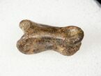 Small Theropod (Raptor) Toe Bone - Hell Creek Formation #12782-1